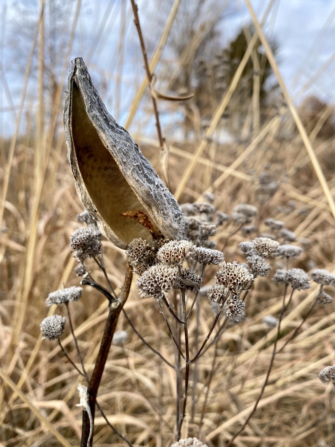 Adapt Now: December 2021 Newsletter – adapt: community supported ecology